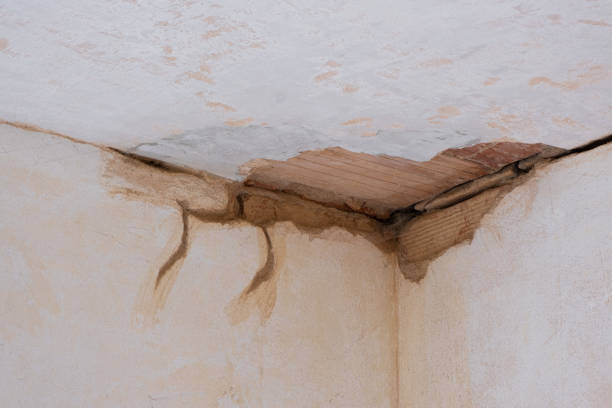 Best Carpet water damage restoration  in Roseto, PA